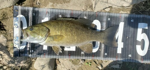 スモールマウスバスの釣果