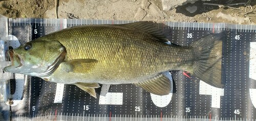 スモールマウスバスの釣果