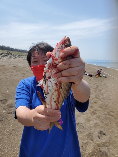 コノシロの釣果