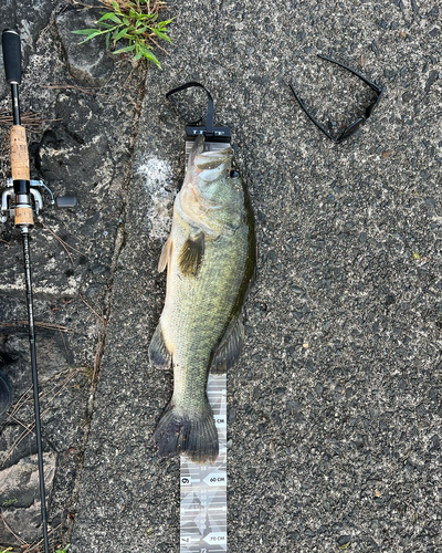 ブラックバスの釣果