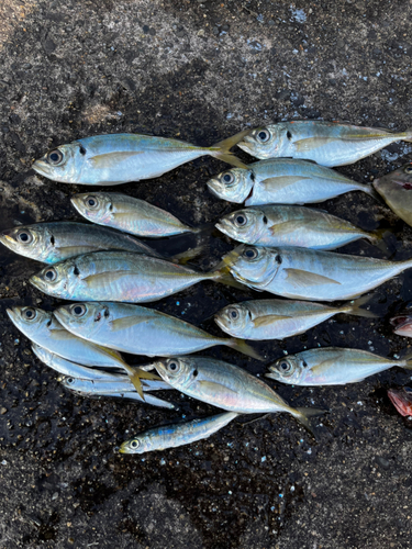 マアジの釣果