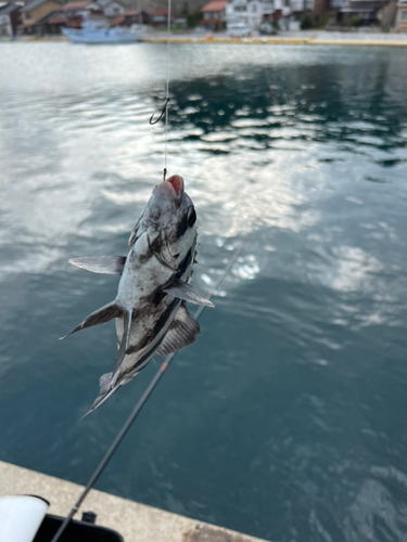 イシダイの釣果