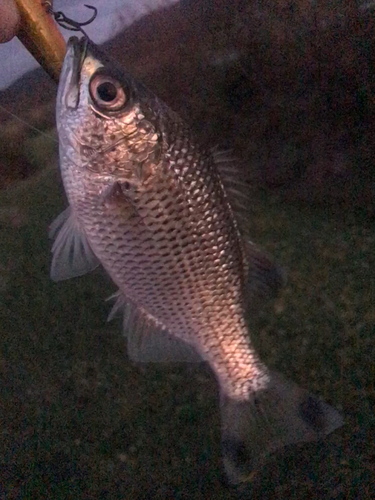 オオクチユゴイの釣果