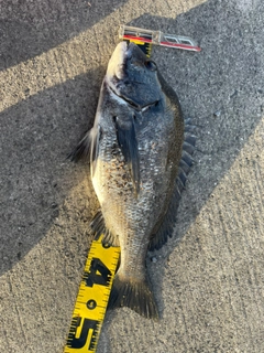 クロダイの釣果