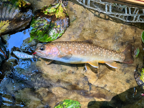 イワナの釣果