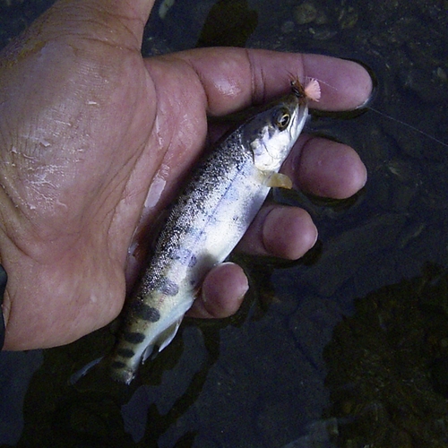 ヤマメの釣果