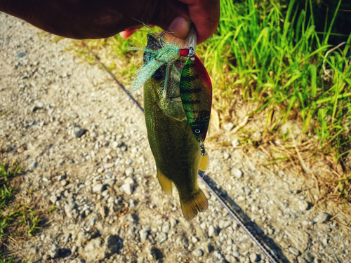 ブラックバスの釣果