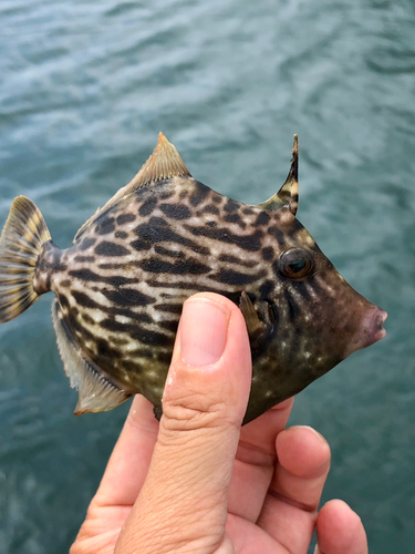 カワハギの釣果