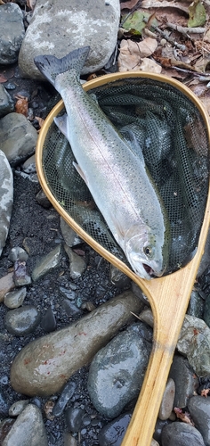 ニジマスの釣果