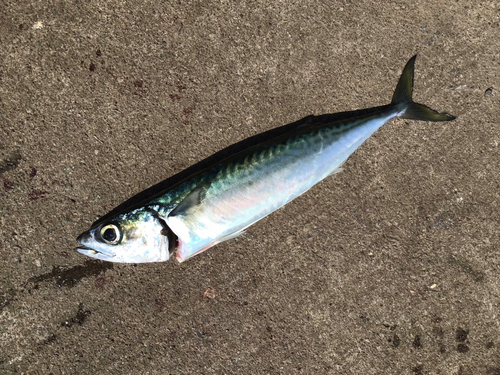 サバの釣果