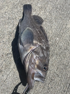 クロソイの釣果