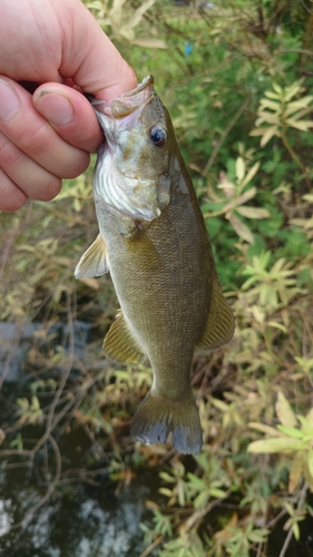 スモールマウスバスの釣果