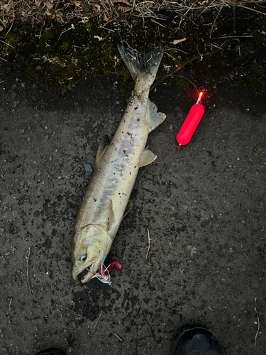 アキアジの釣果