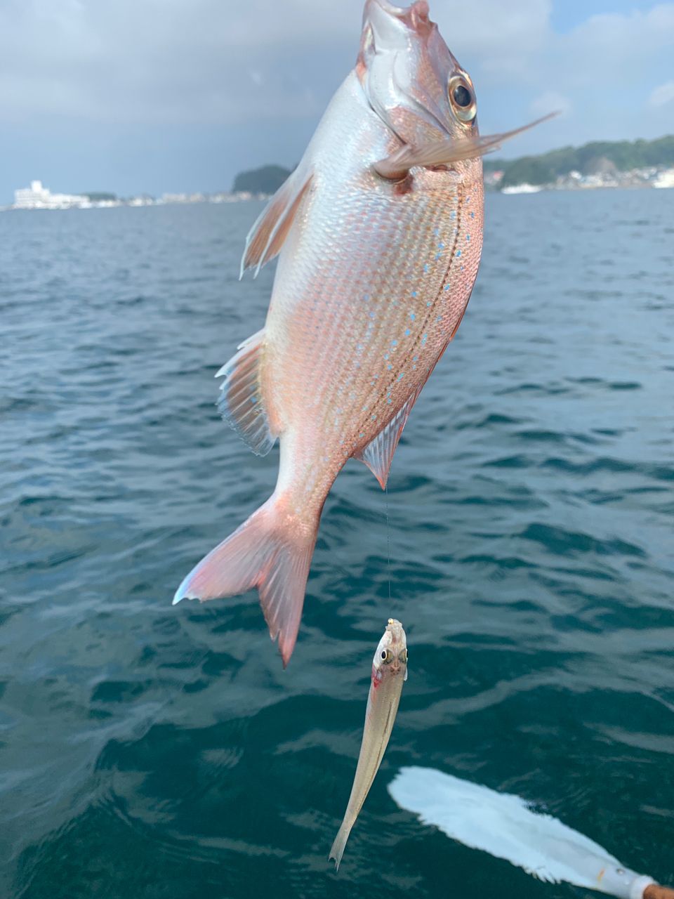 けーすーさんの釣果 2枚目の画像