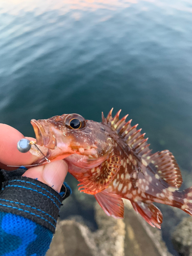 カサゴの釣果