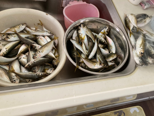 アジの釣果