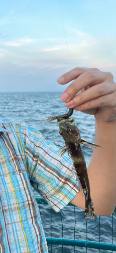 アナハゼの釣果