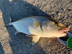 ネイリの釣果