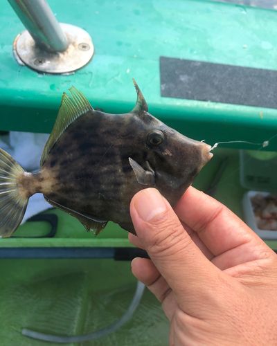 ショウサイフグの釣果