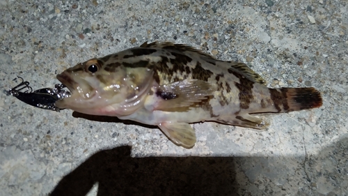 タケノコメバルの釣果