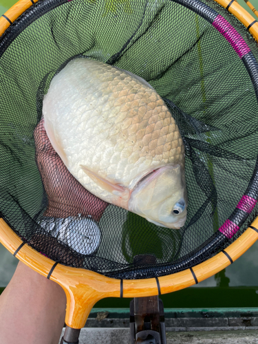 ヘラブナの釣果