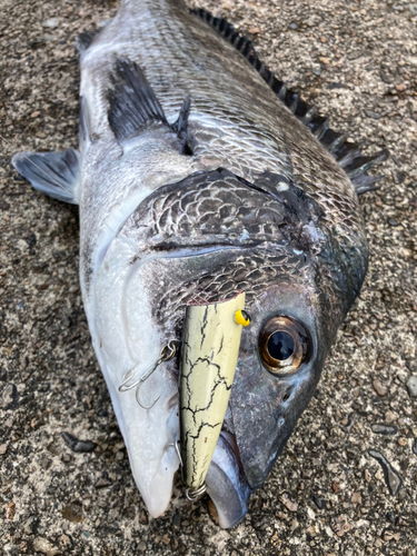 チヌの釣果