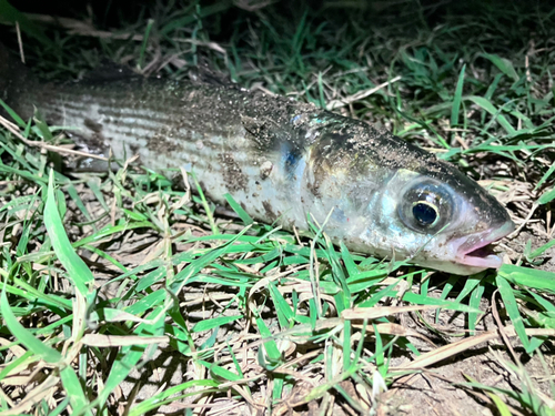 ボラの釣果