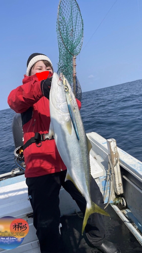 ブリの釣果