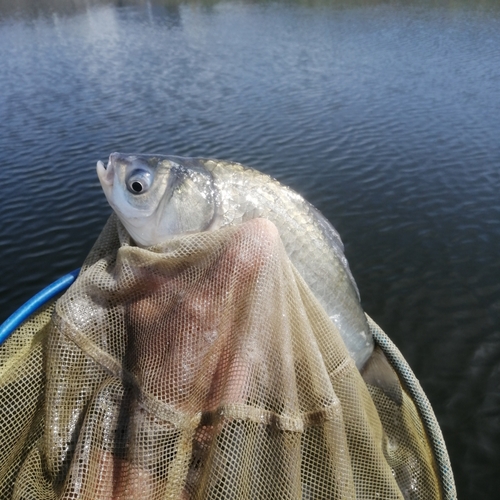 ヘラブナの釣果