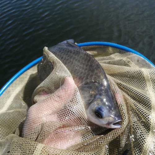 ヘラブナの釣果