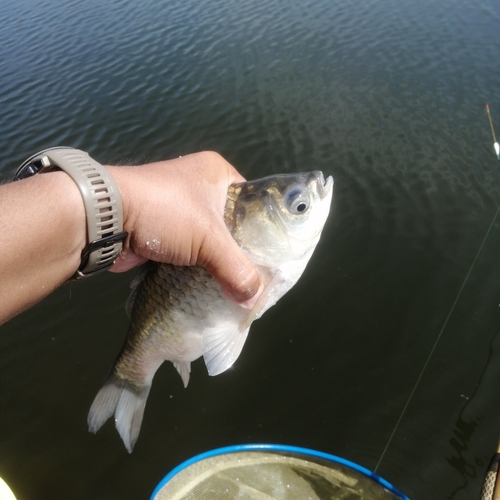 ヘラブナの釣果