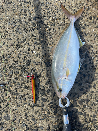 ネリゴの釣果