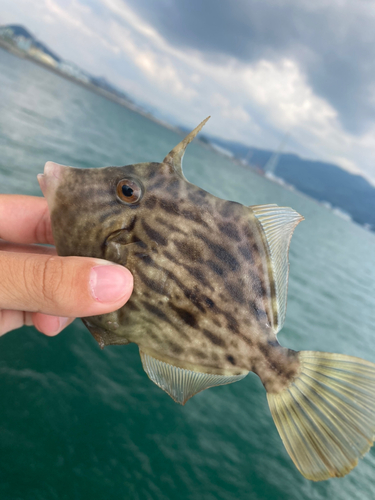 カワハギの釣果