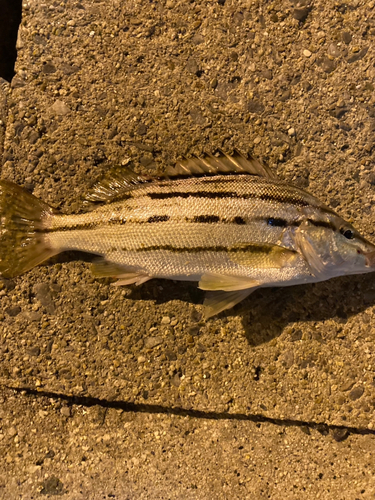 シマイサキの釣果