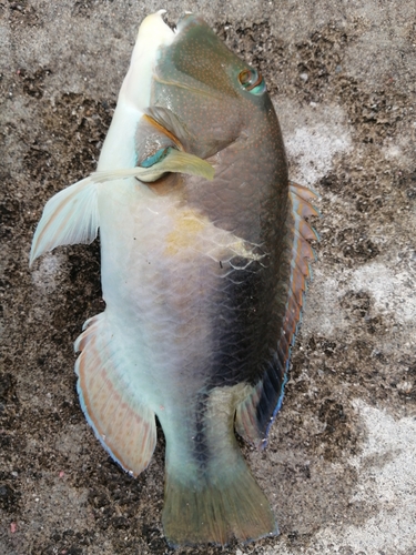 シロクラベラの釣果