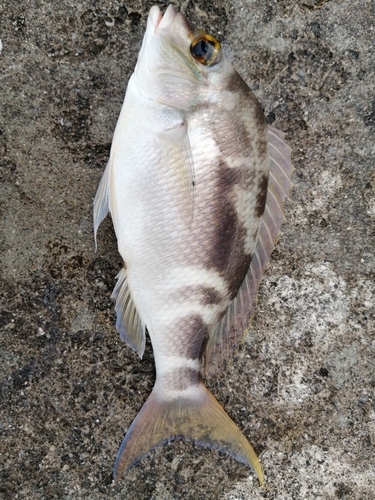 ジューマー(ヒトスジタマガシラ)の釣果