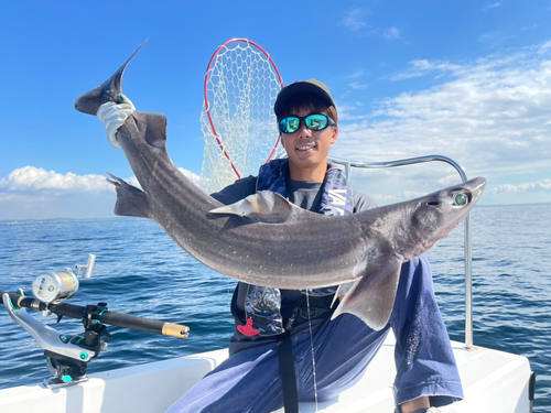 ゲンロクザメの釣果