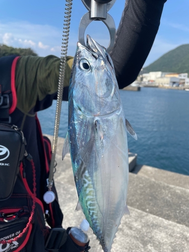 ヒラソウダの釣果