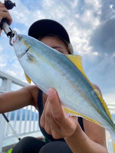 ツバスの釣果