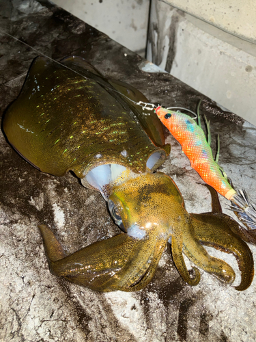 アオリイカの釣果