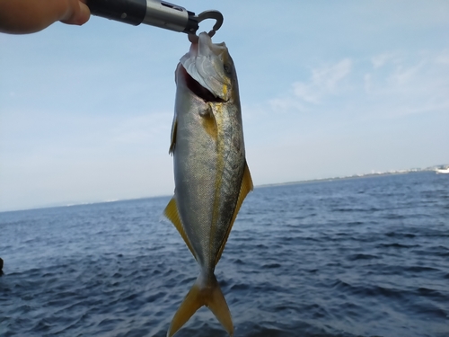 ショゴの釣果