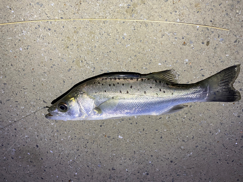 セイゴ（タイリクスズキ）の釣果