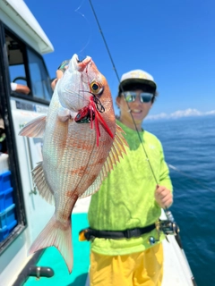 マダイの釣果