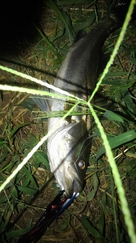 フッコ（マルスズキ）の釣果