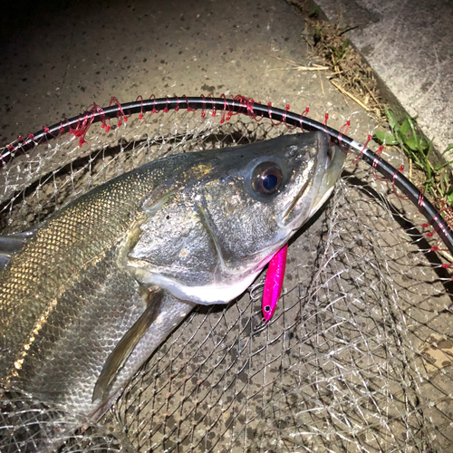 マルスズキの釣果