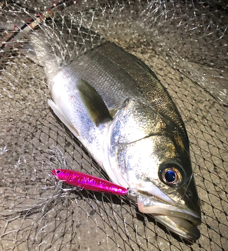 マルスズキの釣果