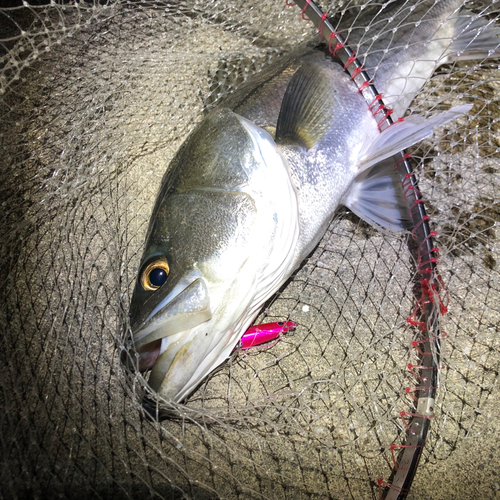 マルスズキの釣果