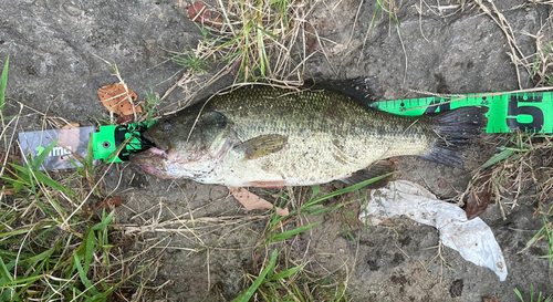 ブラックバスの釣果