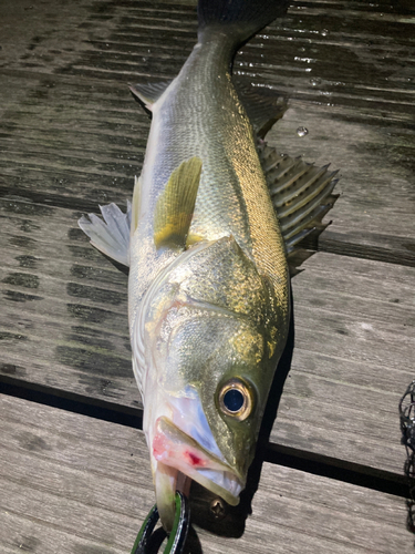 シーバスの釣果