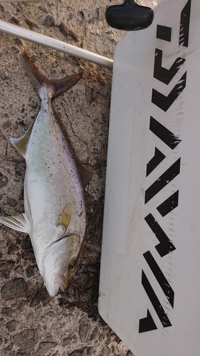 ヤズの釣果